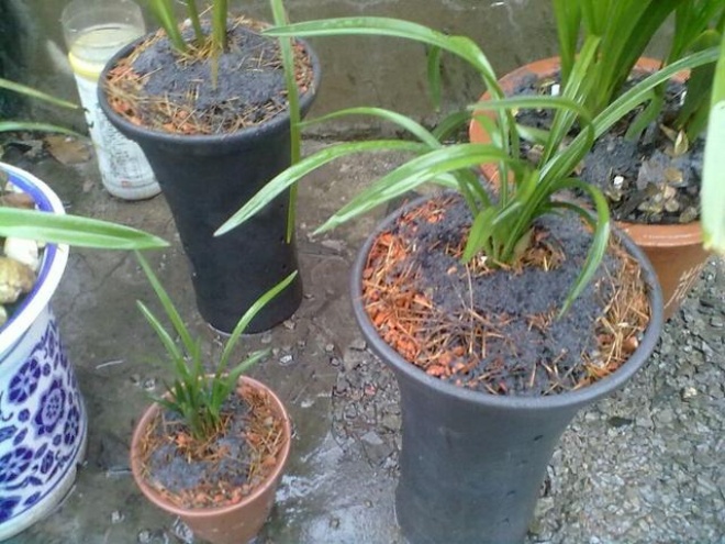 3 types amp;#34;trashamp;#34;  Squeeze to the end, pour a spoonful into the pot for half a month after full flowering - 3