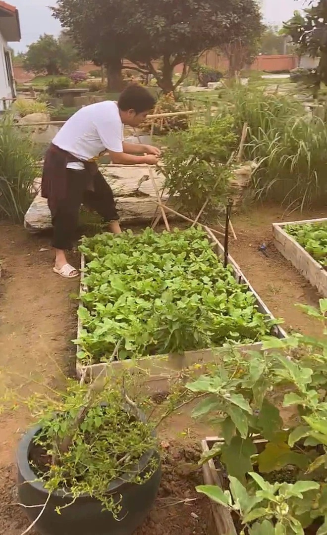 Biệt thự miệt vườn của Trường Giang: Hồ cá to tiền tỷ, trái cây xum xuê hái được cả đống - 8