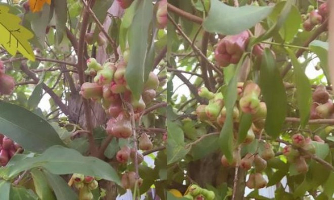 Biệt thự miệt vườn của Trường Giang: Hồ cá to tiền tỷ, trái cây xum xuê hái được cả đống - 11
