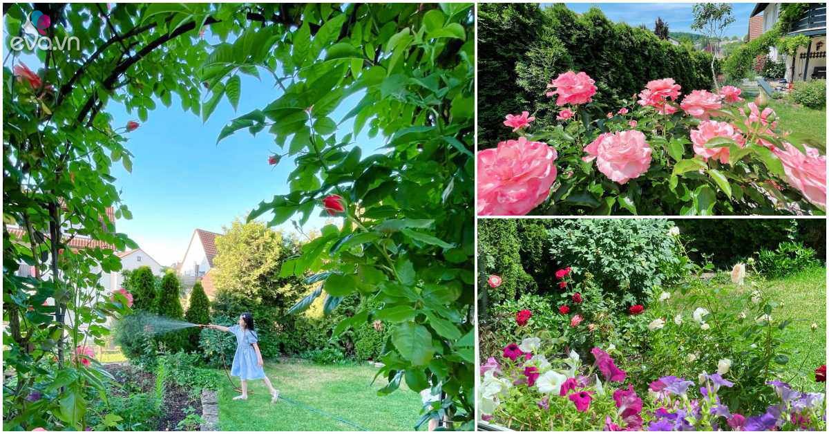 Vietnamese mother grows all kinds of roses in Germany, 300m2 garden is as beautiful as a fairy tale