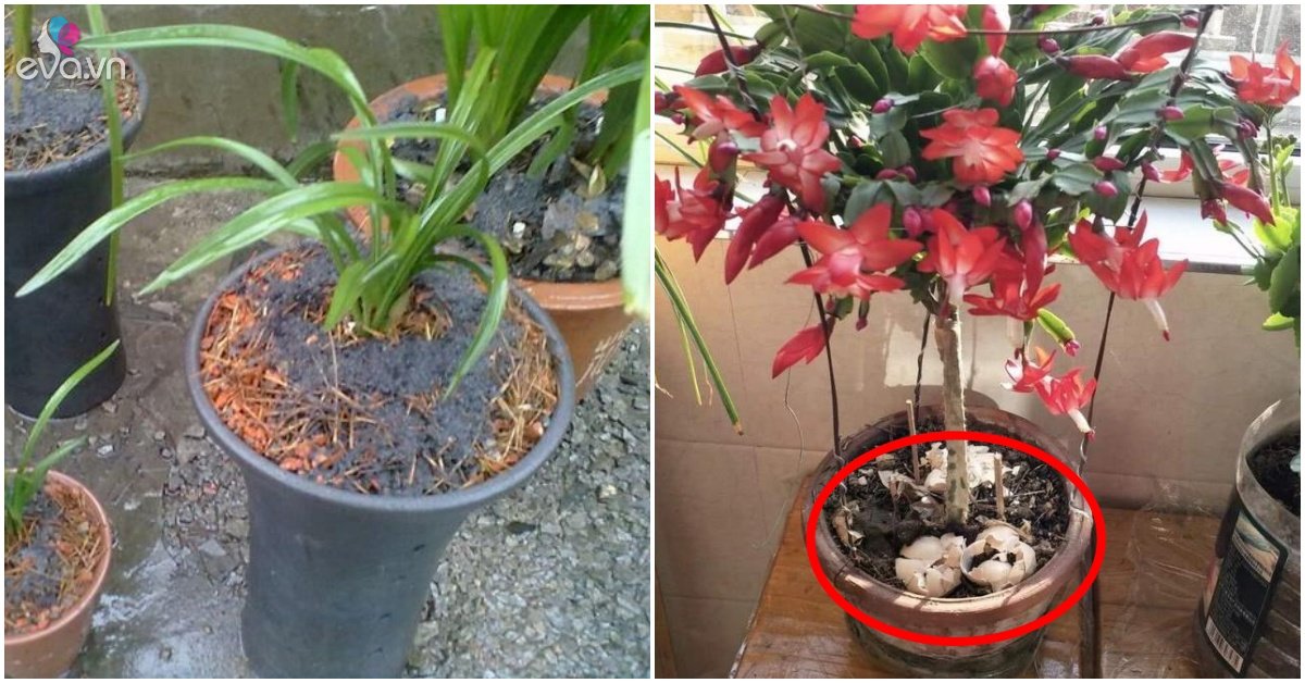 3 kinds of garbage kneaded thoroughly, pour a spoonful into the pot for half a month, full of flowers and branches