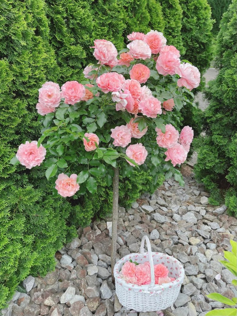 Vietnamese mother grows all kinds of roses in Germany, beautiful 300m2 garden like a fairy tale - 10