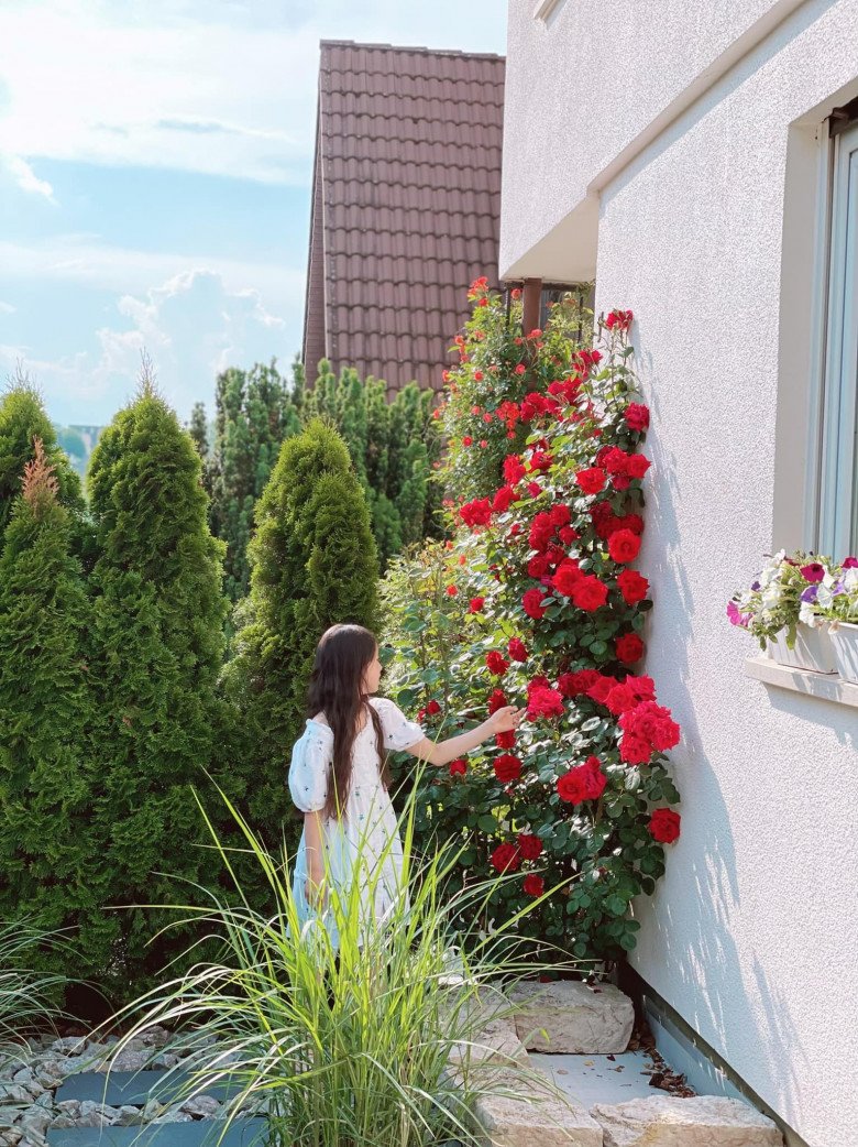 Vietnamese mother grows all kinds of roses in Germany, beautiful 300m2 garden like a fairy tale - 7