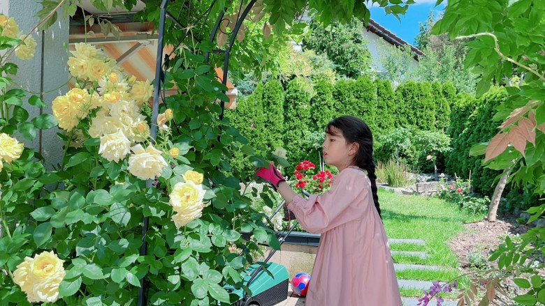 Vietnamese mother grows all kinds of roses in Germany, beautiful 300m2 garden like a fairy tale - 4
