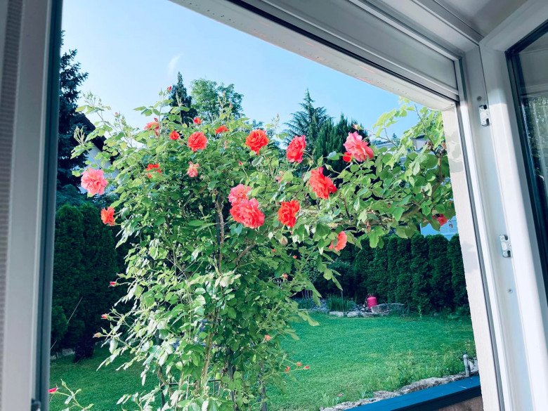 Vietnamese mother grows all kinds of roses in Germany, beautiful 300m2 garden like a fairy tale - 12