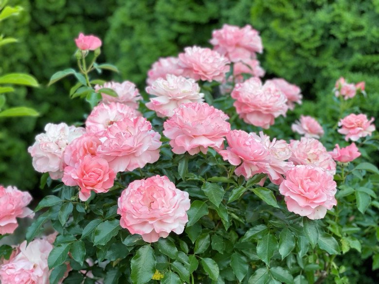 Vietnamese mother grows all kinds of roses in Germany, beautiful 300m2 garden like a fairy tale - 13