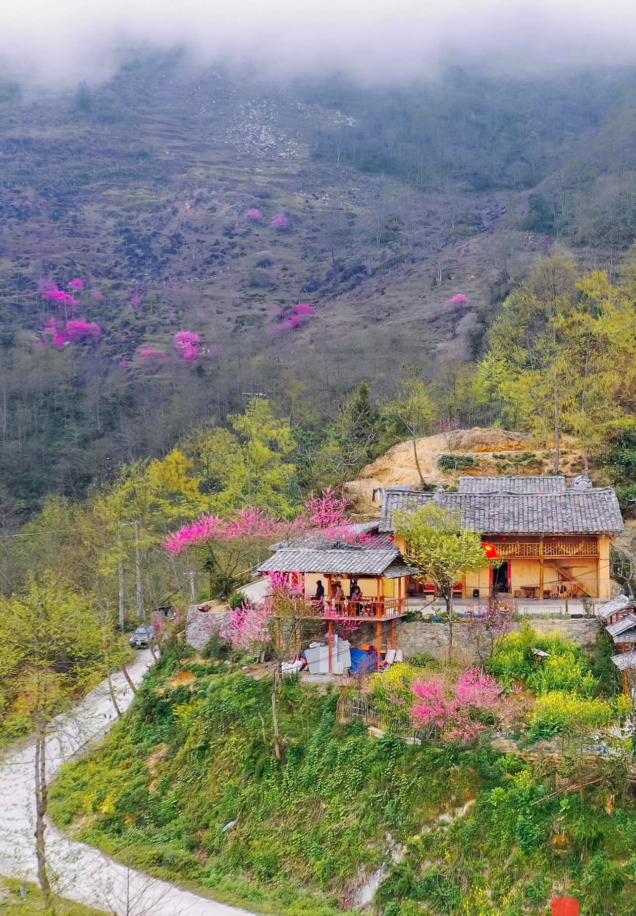 Peach blossoms bloom late in the rocky plateau of Ha Giang - 1