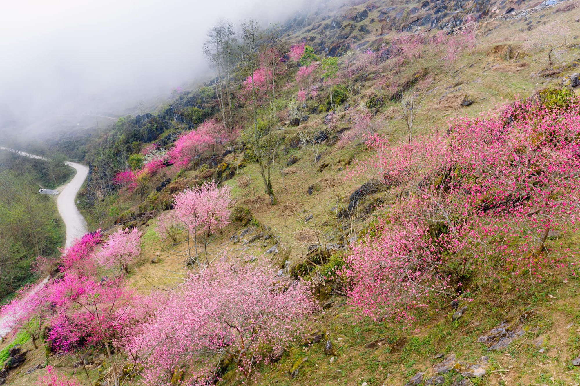 Late blooming peach blossom in the rocky plateau of Ha Giang - 3
