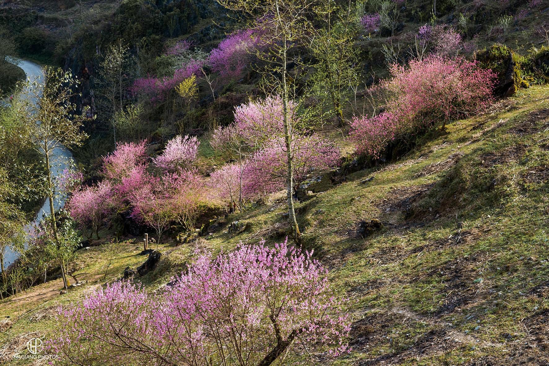 Late blooming peach blossom season on the rocky plateau of Ha Giang - 4