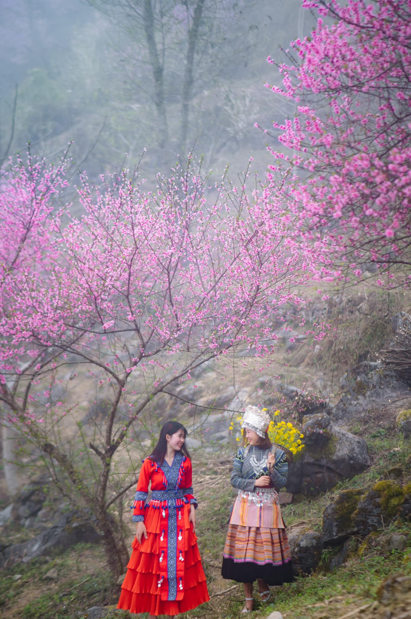Late blooming peach blossom season on the rocky plateau of Ha Giang - 5