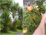 Nhà đẹp - Trồng loại cây này như "chôn vàng" trong sân, giúp kéo dài vận may tài lộc
