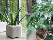 Nhà đẹp - 3 cây cảnh bảo vệ mắt, có ý nghĩa hút tài, nhất định phải đặt ở bàn làm việc