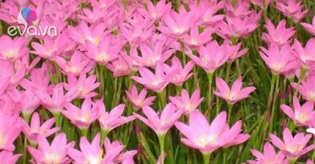 The meaning of the color of the lily and how to plant it so that the flowers bloom beautifully