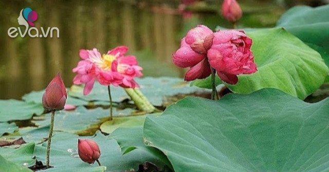 The meaning of lotus flower, how to care for and arrange flowers to keep them fresh for a long time