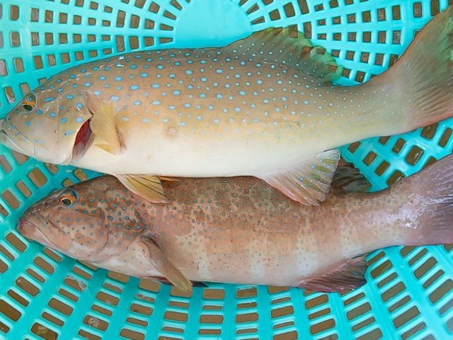 Đặc sản có hương vị độc lạ nhưng rất hiếm, chỉ người có tiền mới dám ăn, 600.000 đồng/kg