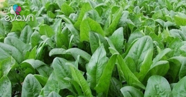 What are spinach spinach and what do they do?