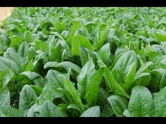 Rau chân vịt có phải cải bó xôi và chúng có tác dụng gì?