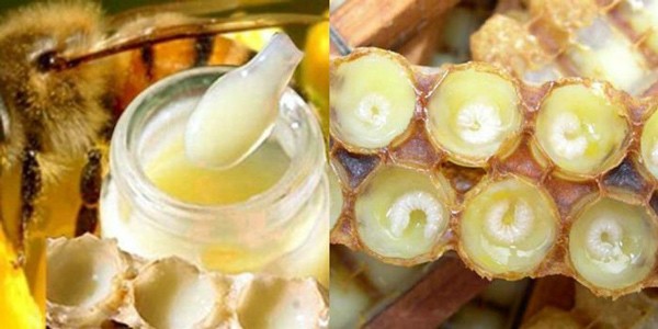 Should you drink royal jelly regularly?  Who should not drink royal jelly - 1