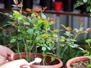 Nhà đẹp - 4 cây cảnh cần phải bón thúc ngay để mùa hè nụ nhiều, hoa "bung lụa" sớm