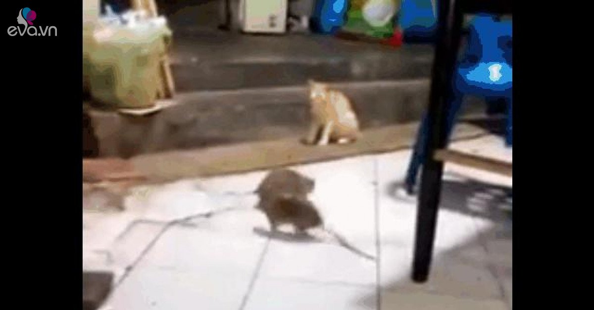 The cat was afraid to see 2 giant mice fighting in front of him