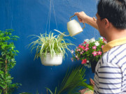 Nhà đẹp - Cây cảnh "ăn" dầu, nhỏ 5 giọt tươi tốt cả năm, hoa nở trắng xóa