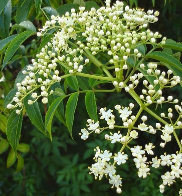 In the past, poor people ate these wild vegetables