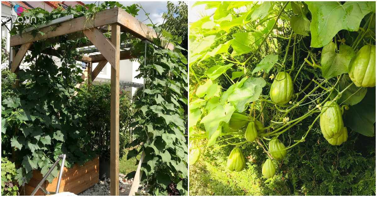 Less than 3m2 climbing platform for more than 200 fruits per plant