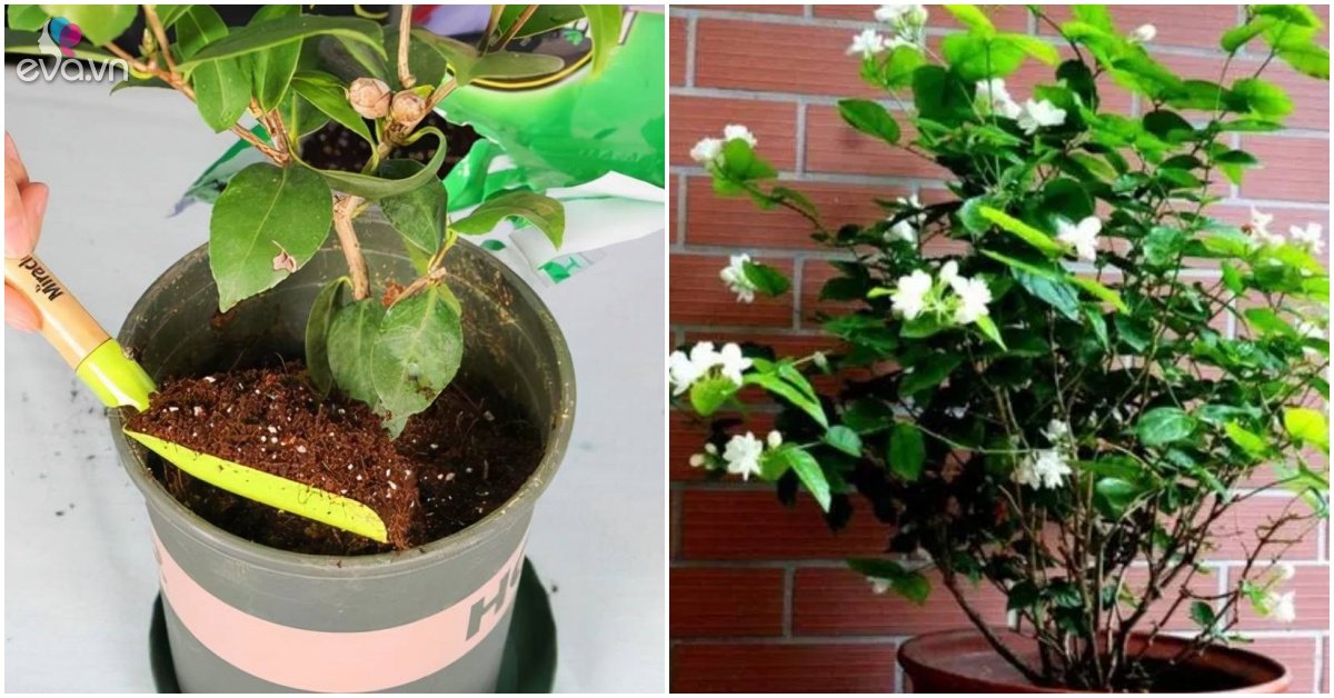3 Ornamental Plants Most Like to Eat Iron, Understand It’s Fun to Take Care of Green Plants