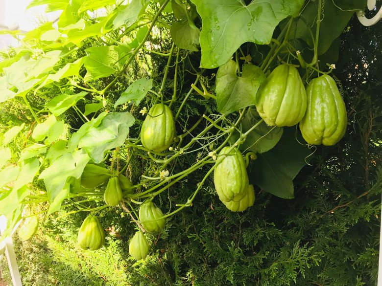 Vietnamese mother growing chayote in Germany: Less than 3m2 climbing mat for more than 200 fruits per plant - 13