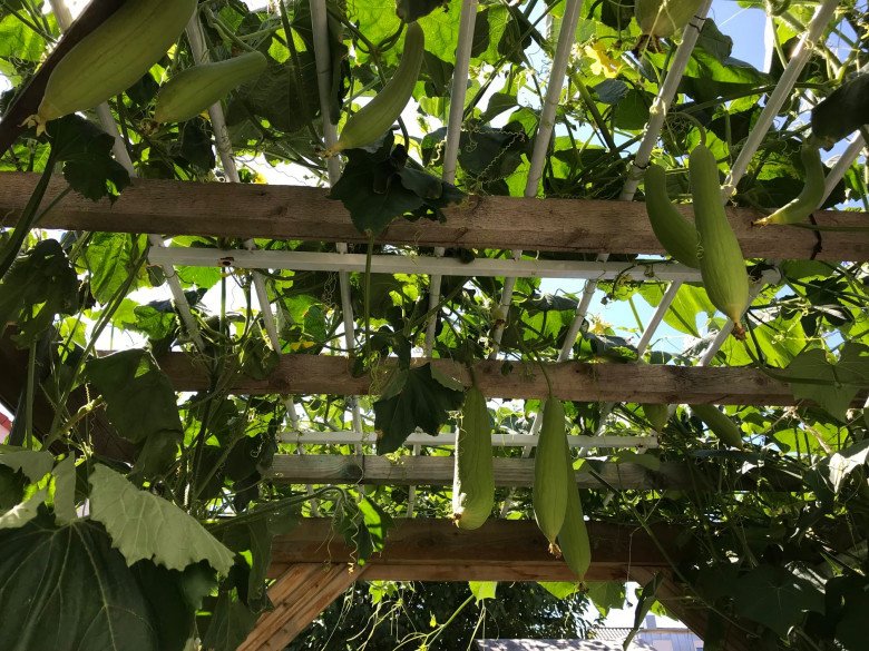 Vietnamese mother growing chayote in Germany: Less than 3m2 climbing mat for more than 200 fruits per plant - 6