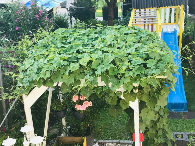 Vietnamese mother growing chayote in Germany: Less than 3m2 climbing mat for more than 200 fruits per plant - 9