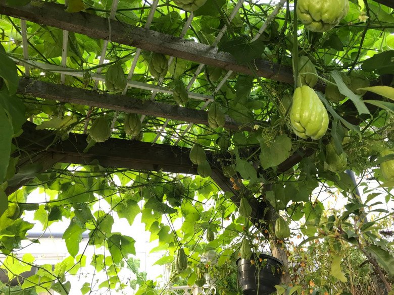 Vietnamese mother growing chayote in Germany: Less than 3m2 climbing mat for more than 200 fruits per plant - 11