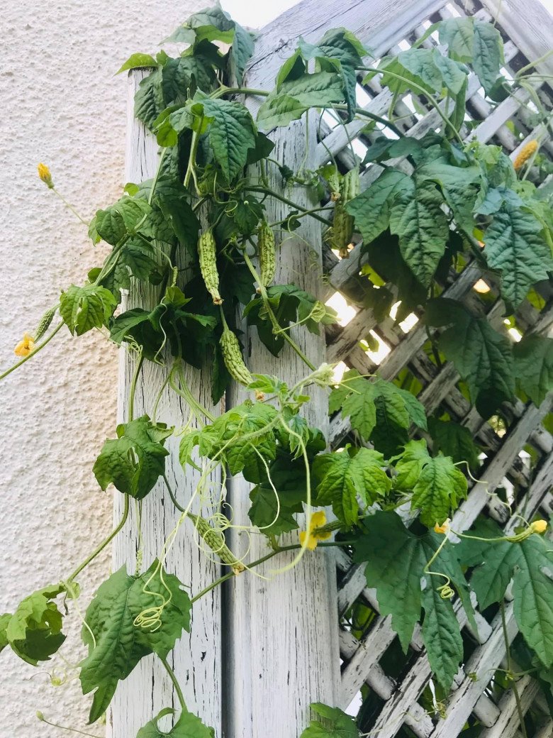 Vietnamese mother growing chayote in Germany: Less than 3m2 climbing mat for more than 200 fruits per plant - 3