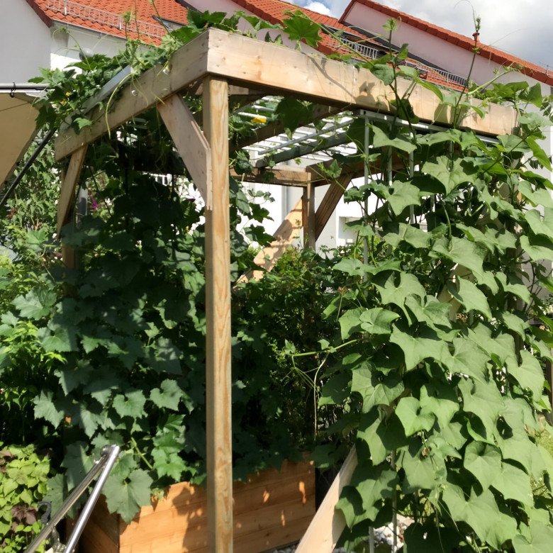 Vietnamese mother growing chayote in Germany: Less than 3m2 climbing mat for more than 200 fruits per plant - 10