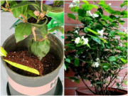 Nhà đẹp - 3 cây cảnh thích "ăn" sắt nhất, hiểu được thú vui này để chăm cây xanh mướt