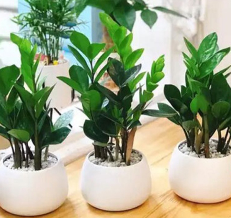 3 types of plants can be heard and seen & #34;smell of money