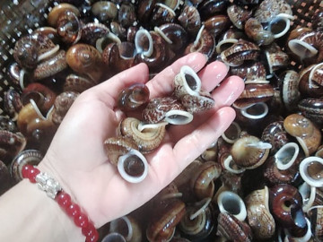 Lộc trời ở Việt Nam thường xuất hiện khi trời tối, đi bắt về bán 150.000đồng/kg kiếm tiền dễ dàng