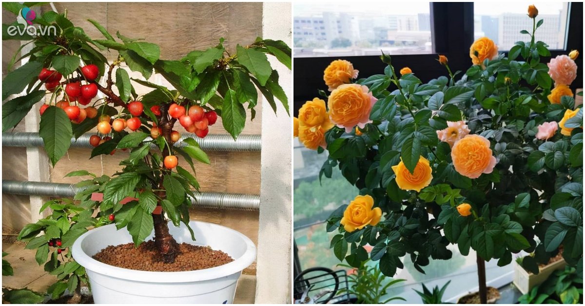 Buying bonsai online should definitely avoid stepping on these 3 very deep scams