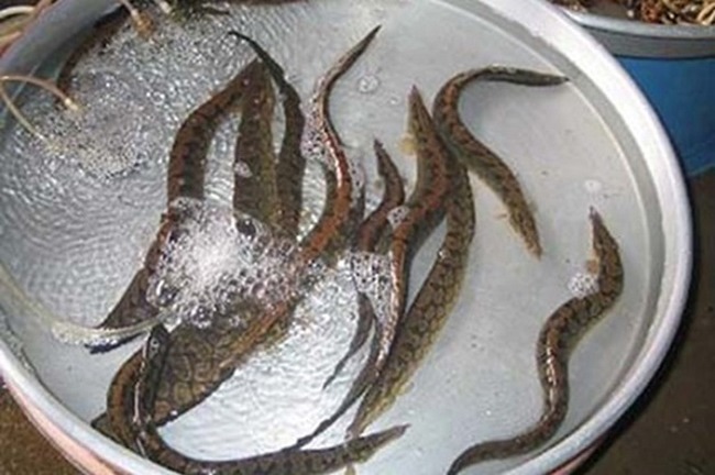 Typical fish like ginseng amp;#34;, 500,000 VND/kg are still being hunted to make all kinds of delicious dishes - 4
