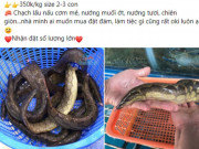 Tiêu dùng - Loại cá đặc sản "đại bổ như nhân sâm", 500.000 đồng/kg vẫn được săn lùng về làm đủ món ngon
