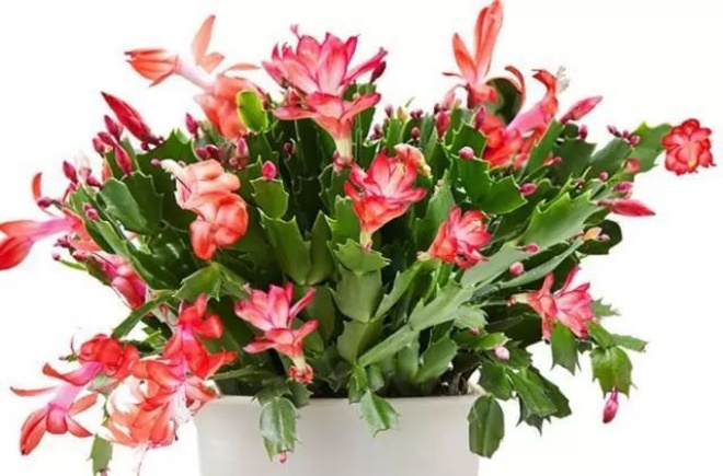 There are 3 types of flowers in the house, remember to spray water regularly, the more you spray, the fresher the leaves - 1