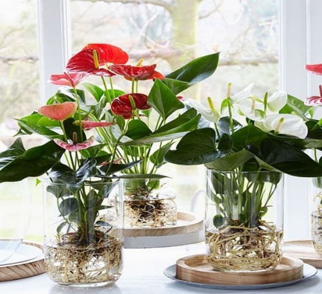 There are 3 types of flowers in the house, remember to spray water regularly, the more you spray, the fresher the leaves - 5