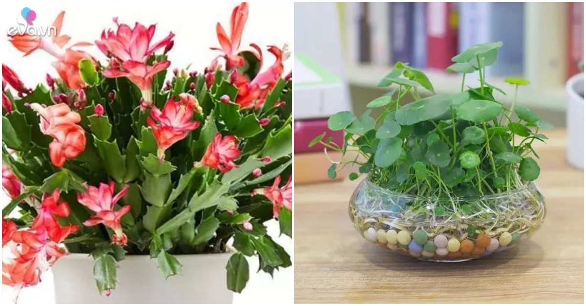 There are 3 kinds of flowers in the house, remember to spray water regularly, the more you spray, the fresher the leaves
