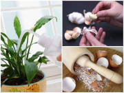 Nhà đẹp - Chỉ cần một tép tỏi, cây trong nhà lớn nhanh vùn vụt, hoa nở căng cánh