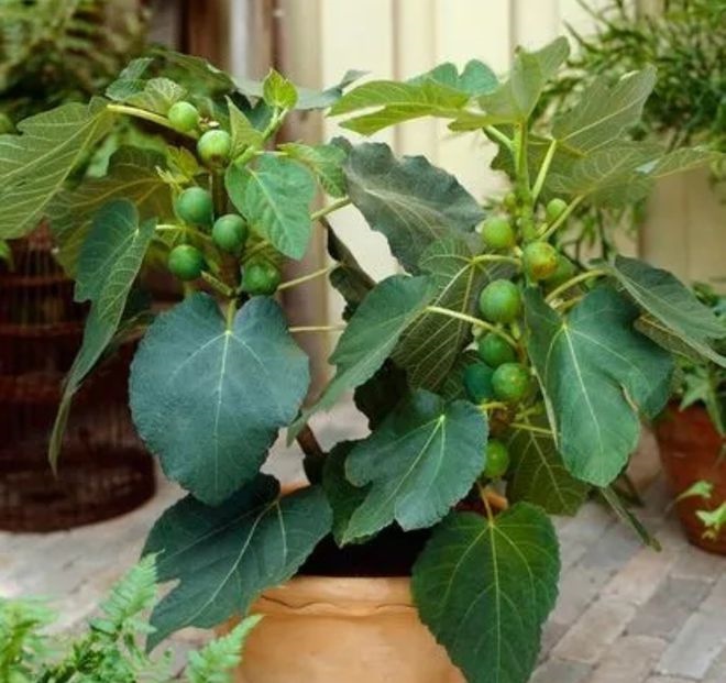 On the balcony, plant these 3 beautiful fruit trees, give them fresh fruit when they don't feel good - 3