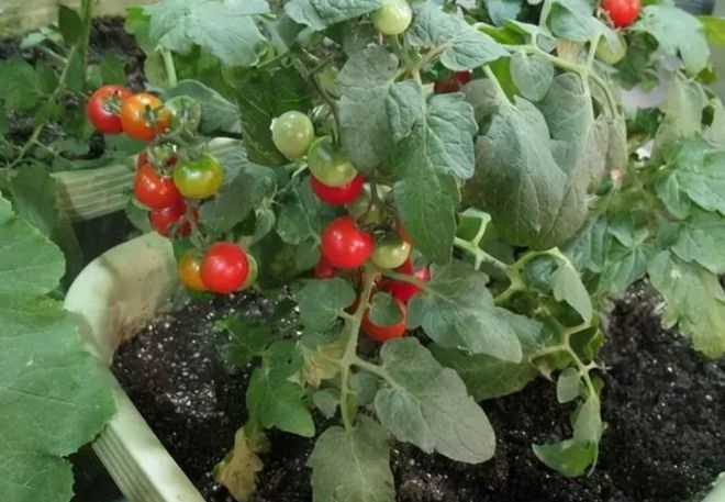 On the balcony, plant these 3 beautiful fruit trees, give them fresh fruit when they are not feeling well - 4