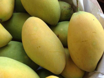 Xoài được kích chín bằng hoá chất để trông ngon hơn mà không bị dập nát nhìn vào cuống là biết ngay