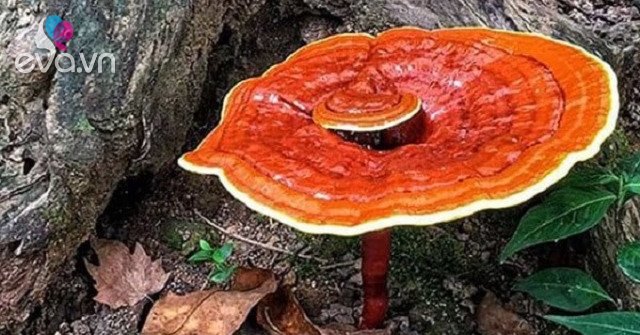 What effect does Ganoderma lucidum have, do you drink a lot?