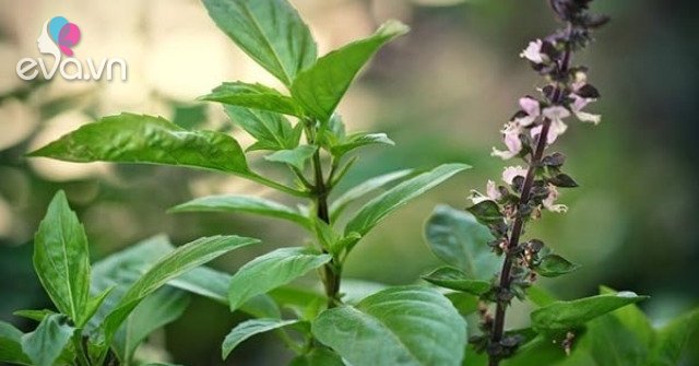 23 popular herbs in Vietnam and their effects on health
