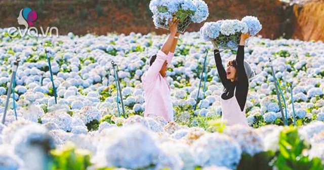Da Lat in the top 3 destinations to see the most beautiful flowers in the world